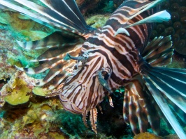 Lionfish IMG 5966